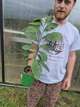 Asimina triloba 'Lynns Favorite'