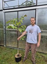 Juglans regia - Walnuss 'Chandler' 120-150cm C10 2 j. V.