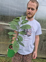 Asimina triloba 'KSU Atwood®'