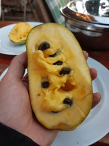 Asimina triloba Früchte 1,5 kg