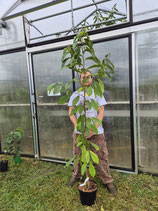 Asimina triloba 'Mary Foos Johnson' 150-170cm  7,5 liter Topf 2 jährige Veredelung