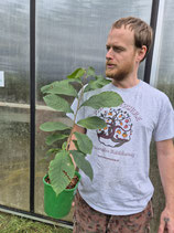 Asimina triloba 'KSU Benson®'