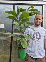 Asimina triloba 'Jerrys Big Girl'