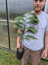 Asimina triloba 'Marias Joy'