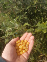 Elaeagnus umbellata Pointilla® 'Fortunella'®