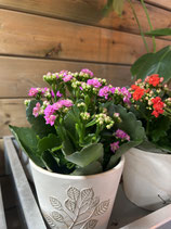 Kalanchoe et son cache pot