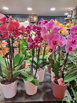 Orchidée et son cache pot