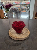 Rose éternelle sous cloche