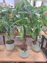 Pachira et son cache pot