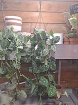 Pothos à suspendre