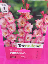 BULBES GLAIEULS PRISCILLA X 10