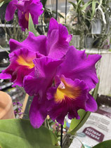 Rlc A parfum  non fleuris
