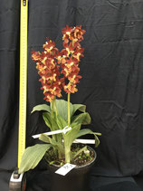 Calanthes Takane (discolor x striata (syn. sieboldii)) non disponibles actuellement