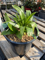 Agapanthus blau