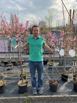 Zwergkirsche - Prunus avium 'Garden Bing'
