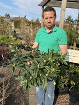 Rhododendron 'Red/Rouge'