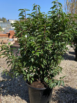 portugiesischer Kirschlorbeer - Prunus lusitanica angustifolia 90cm