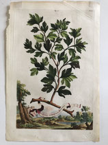 Abraham Munting (1626-1683). Árbol del Sasafrás (1696)