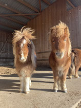 Ponyreiten am 07.12. um 10.30 Uhr