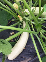 Zucchini 'Lungo bianco di Palermo' (Bio-Saatgut AT-BIO-301)