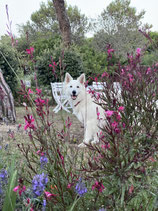 Acompte pour commander la création d'une composition sur mesure : un chien assis de 45 cm de haut