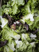 Mélange de feuilles de coeurs de salades (250g)