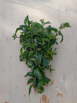 fines herbes menthe