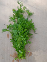 fines herbes Coriandre