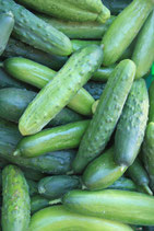 Plants de Concombre