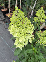Rispenhortensie Skyfall