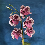 Schmetterlings Orchidee weiß-bordaux 5-Blüten