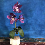 Cymbidium Orchide magenta-lila 3-Blüten