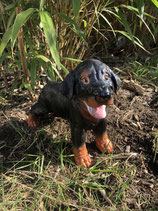 RIG498 Rottweiler Welpe Hund Figur