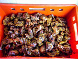 2 kg Schweineohrenecken sehr kleiner Snack
