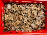 3 kg Hodenchips