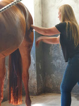 Licentie 4 Sportmasseur voor paarden