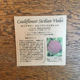 カリフラワー シシリアンバイオレット