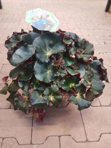 Begonia