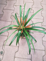 Tillandsia