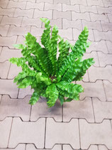 Asplenium Crispy Wave