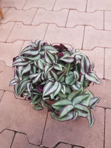 Tradescantia