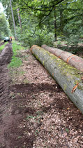 Stammholz Buche/Eiche/Esche Hartholz, Brennholz frei Waldweg