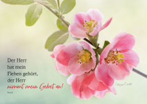 Zierquitte, Blume, rosa, Psalm 6, Christliche Kunstkarten