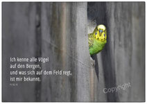Kanarienvogel, Christliche Kunstkarten