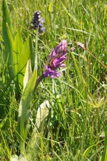 Breitblättriges Knabenkraut - Dactylorhiza majalis, dahinter Kriechender Günsel (G. Franke, 05.05.16)