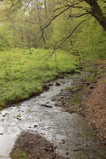 an der Pfinz (G. Franke, 01.05.16)