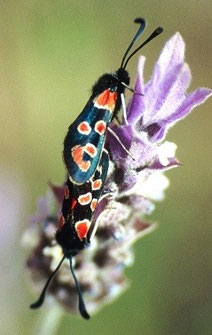 Z. algira leucopoda (Anti-Atlas oriental)