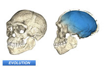 Homo sapiens Dates Pushed Back, Pan-African Emergence Established