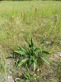 Spitzwegerich (Plantago lanceolata)Foto Hajotthu