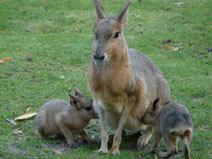 mara ou lievre de patagonie